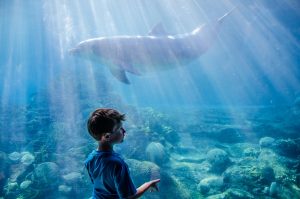 Magical Moment at Sea World Orlando!